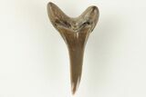 Fossil Shark (Cretodus) Tooth - Carlile Shale, Kansas #203299-1